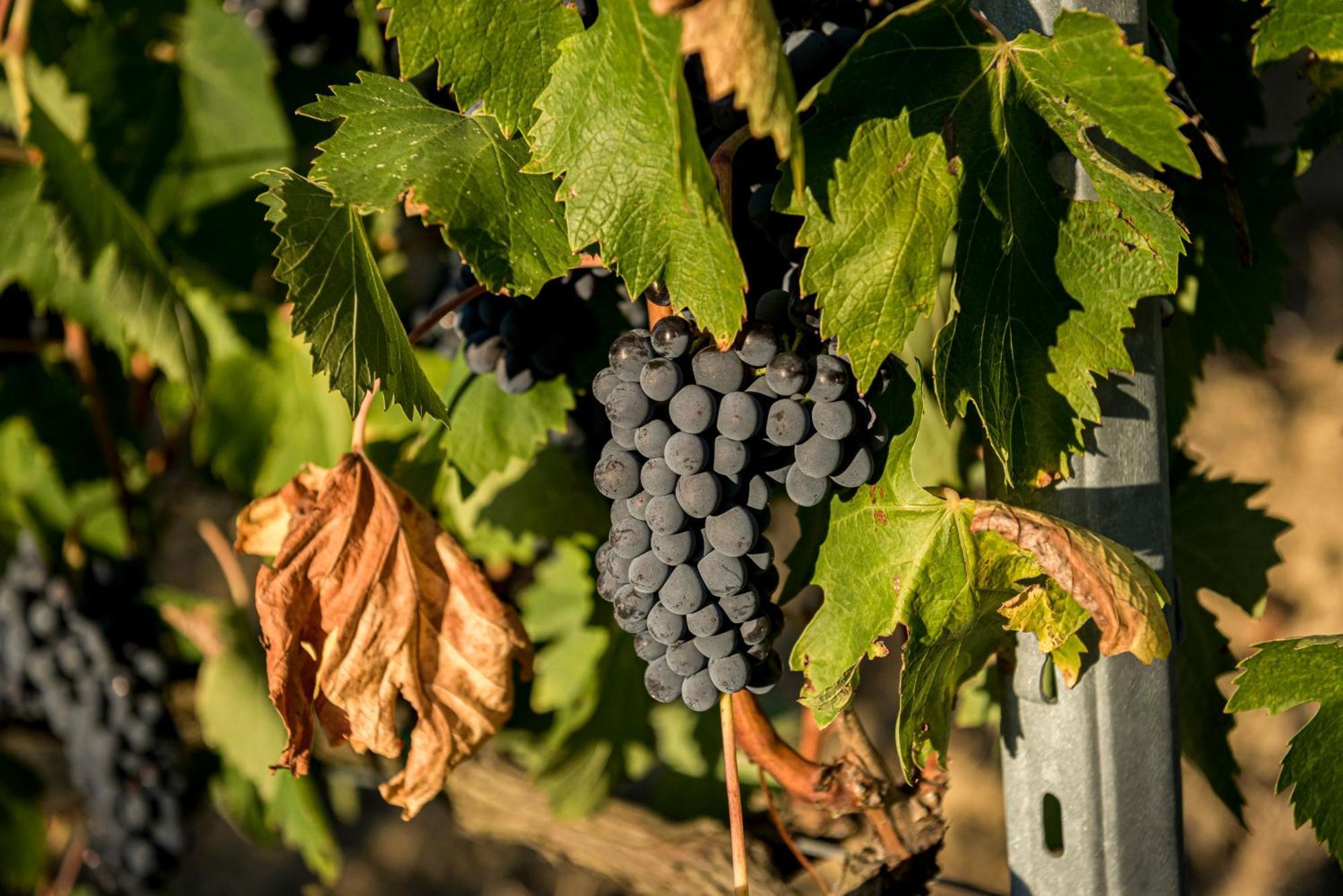 Agriturismo Le Tre Pietre - Podere Nel Chianti Quercegrossa Luaran gambar