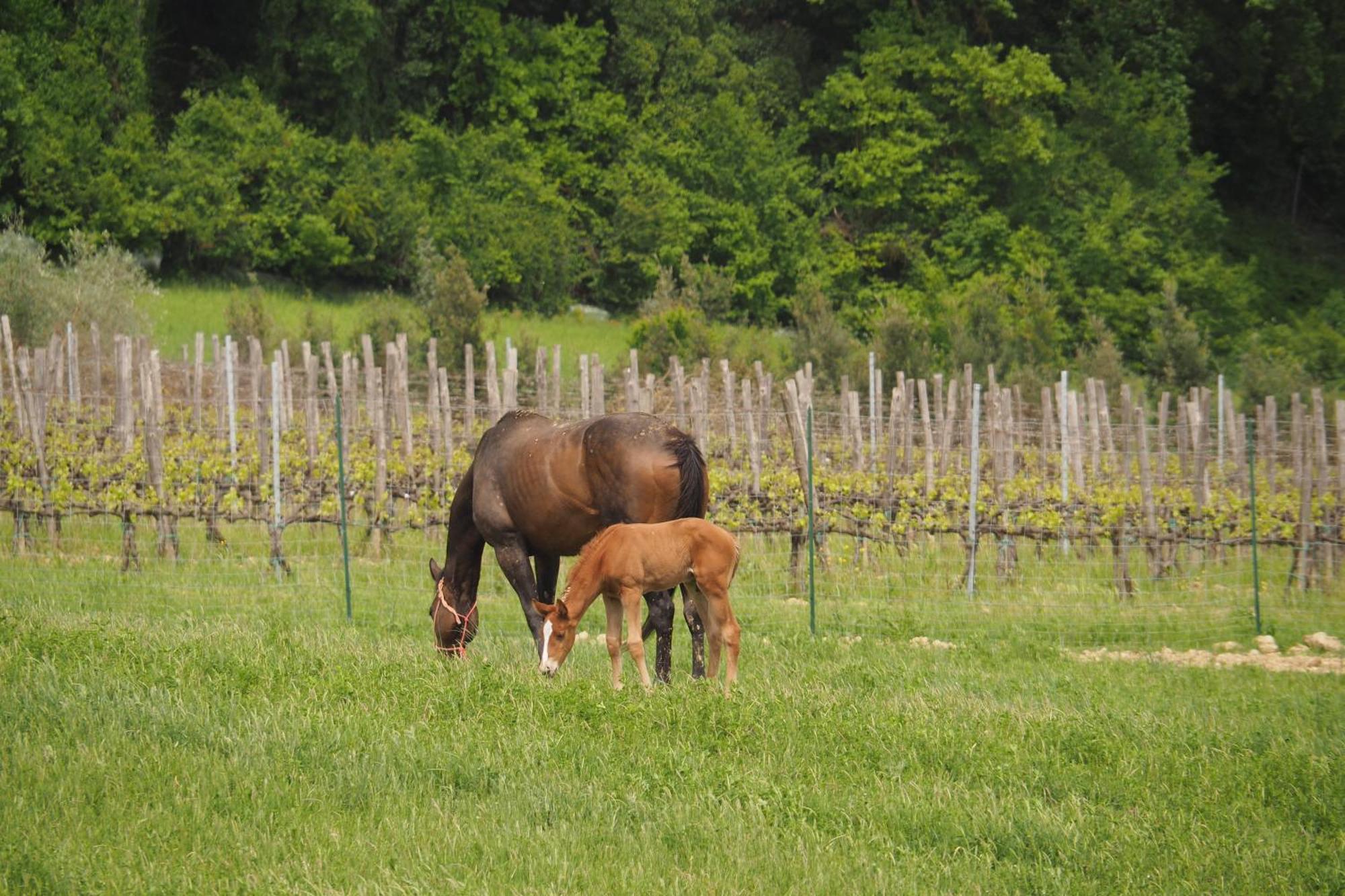 Agriturismo Le Tre Pietre - Podere Nel Chianti Quercegrossa Luaran gambar
