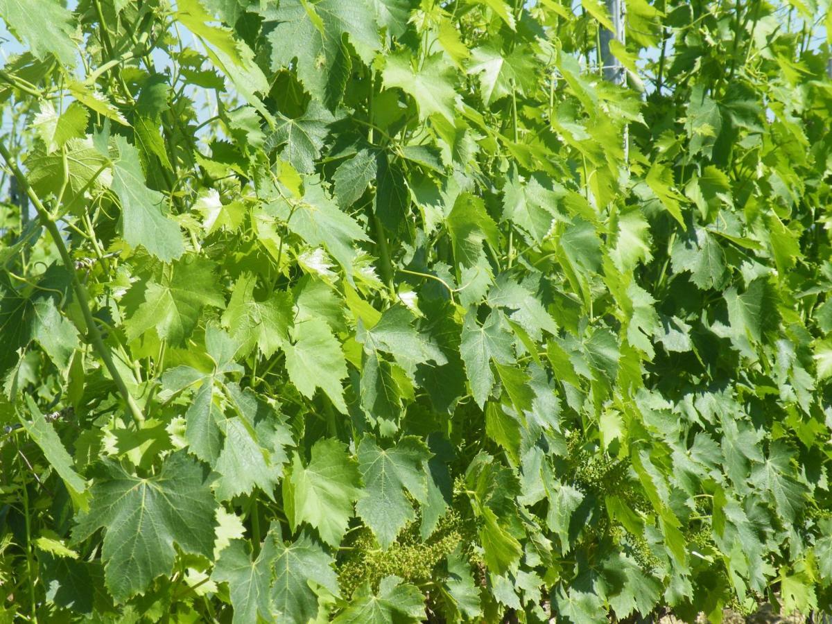 Agriturismo Le Tre Pietre - Podere Nel Chianti Quercegrossa Luaran gambar